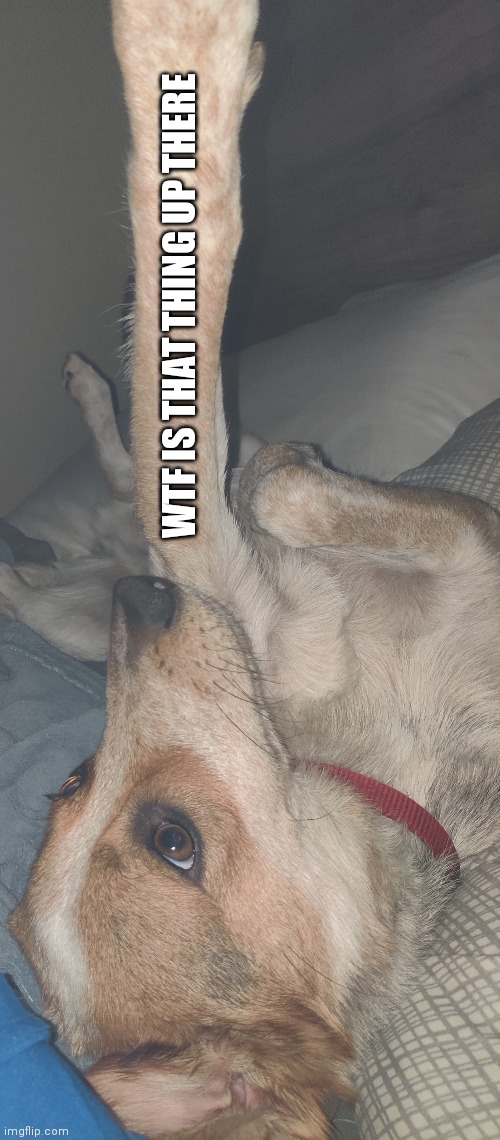 WTF IS THAT THING UP THERE | made w/ Imgflip meme maker