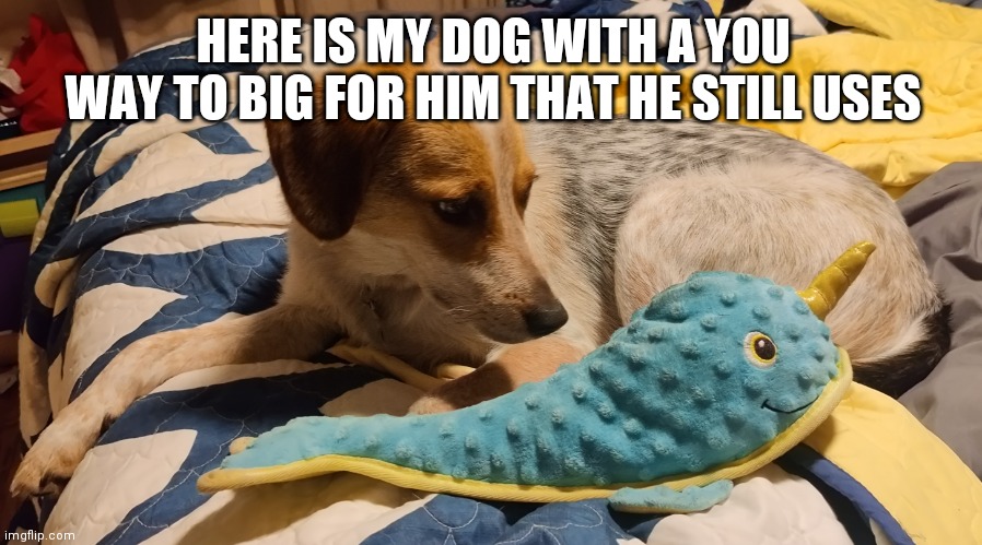 HERE IS MY DOG WITH A YOU WAY TO BIG FOR HIM THAT HE STILL USES | made w/ Imgflip meme maker