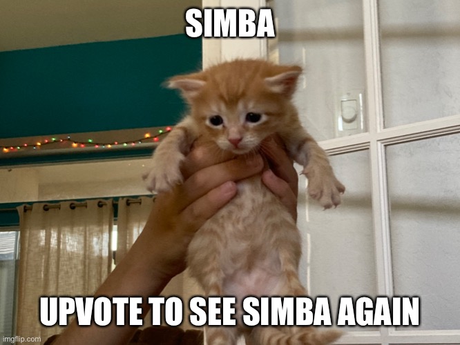 Simba | SIMBA; UPVOTE TO SEE SIMBA AGAIN | image tagged in simba | made w/ Imgflip meme maker