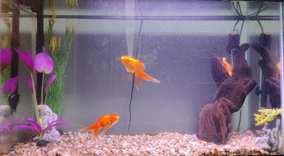 My fish tank go brrr | made w/ Imgflip meme maker