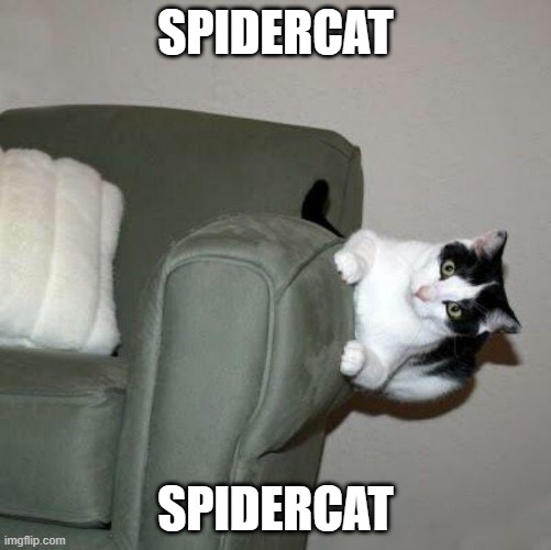MUST BE A WITCHES CAT | SPIDERCAT; SPIDERCAT | image tagged in cats,funny cats | made w/ Imgflip meme maker