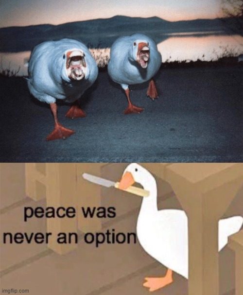RUN! | image tagged in untitled goose peace was never an option,goose,ducks | made w/ Imgflip meme maker