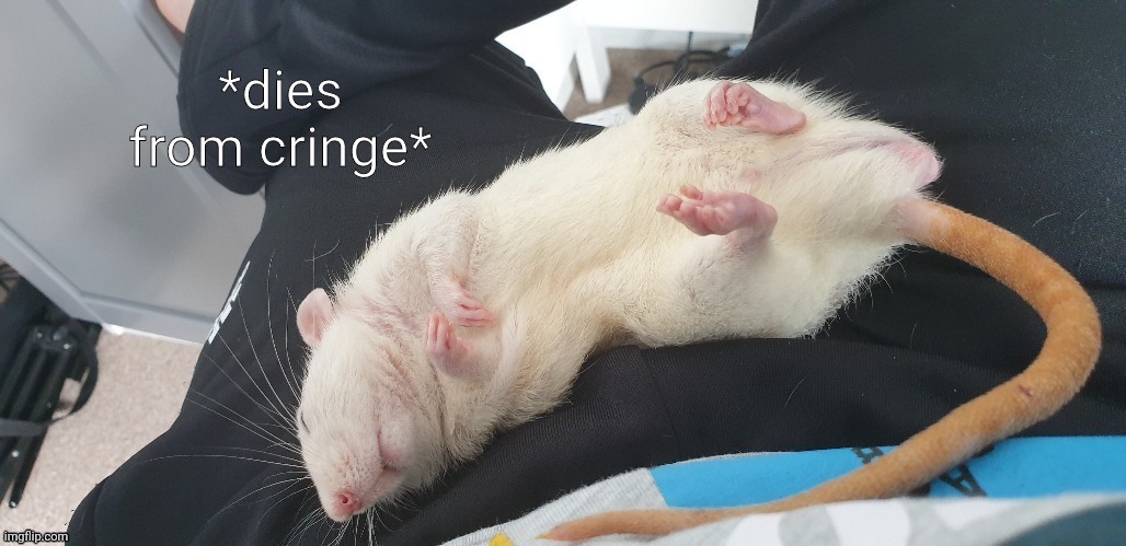 Dies from cringe but sleepy rat | image tagged in dies from cringe but sleepy rat | made w/ Imgflip meme maker