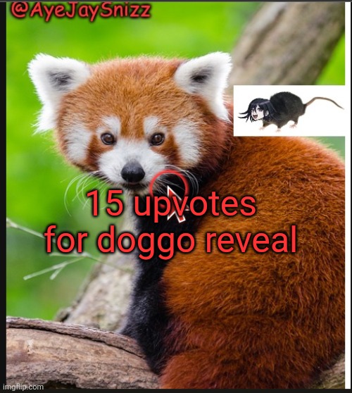 Down with cartoonito | 15 upvotes for doggo reveal | image tagged in ayejaysnizz red panda announcement | made w/ Imgflip meme maker