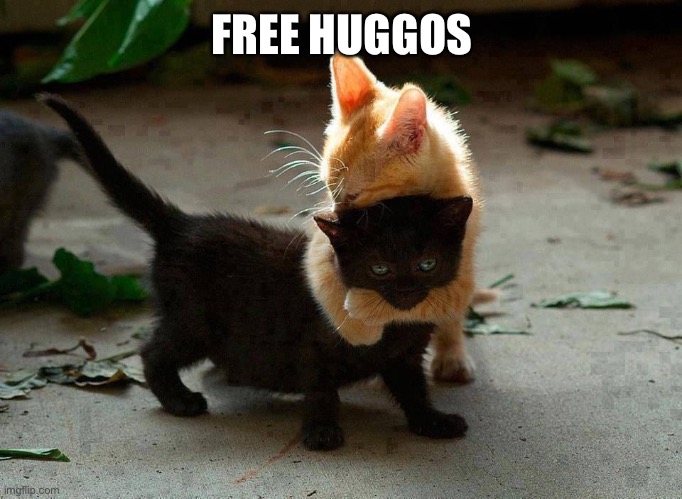 I like huggos | FREE HUGGOS | image tagged in kitten hug | made w/ Imgflip meme maker