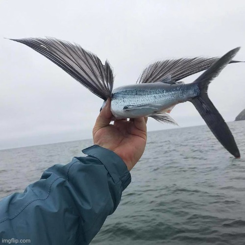 Flying Fish | image tagged in flying fish | made w/ Imgflip meme maker