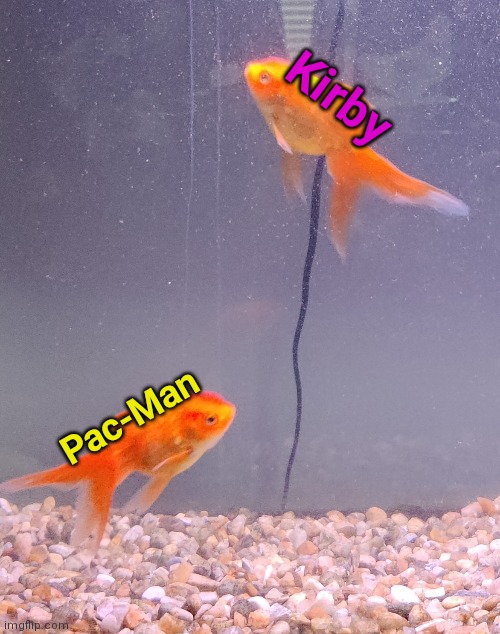 these are my two fish and I named them this because of the way they eat their food | Kirby; Pac-Man | made w/ Imgflip meme maker
