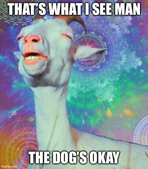 Acid Goat | THAT’S WHAT I SEE MAN; THE DOG’S OKAY | image tagged in acid goat | made w/ Imgflip meme maker