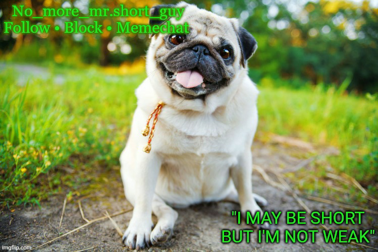 no_more_mr.short_guy's pug temp thanks to roxylalonde Blank Meme Template