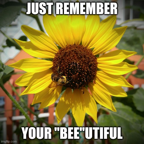 Sunflower and Bee | JUST REMEMBER; YOUR "BEE"UTIFUL | image tagged in sunflower and bee | made w/ Imgflip meme maker