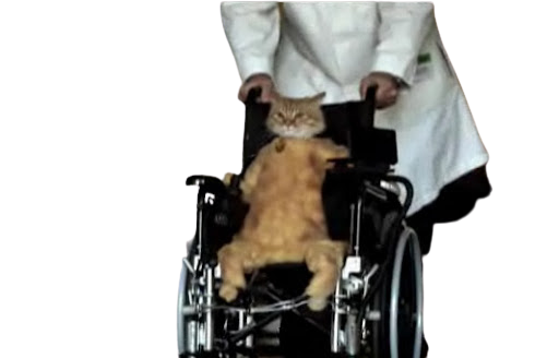 Wheel chair cat Blank Meme Template