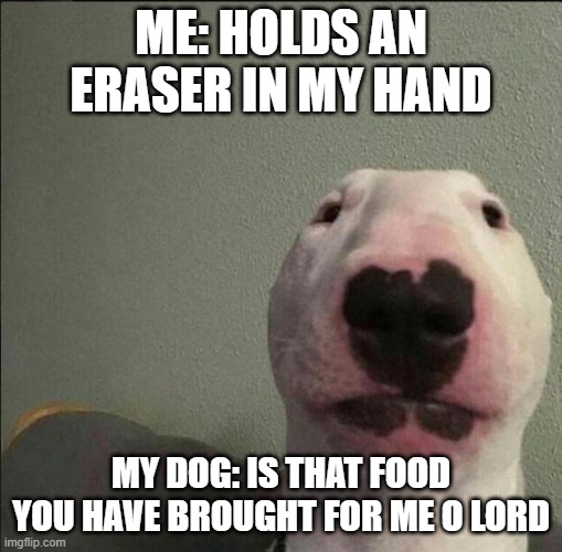 Is that food? | ME: HOLDS AN ERASER IN MY HAND; MY DOG: IS THAT FOOD YOU HAVE BROUGHT FOR ME O LORD | image tagged in staring forward dog | made w/ Imgflip meme maker