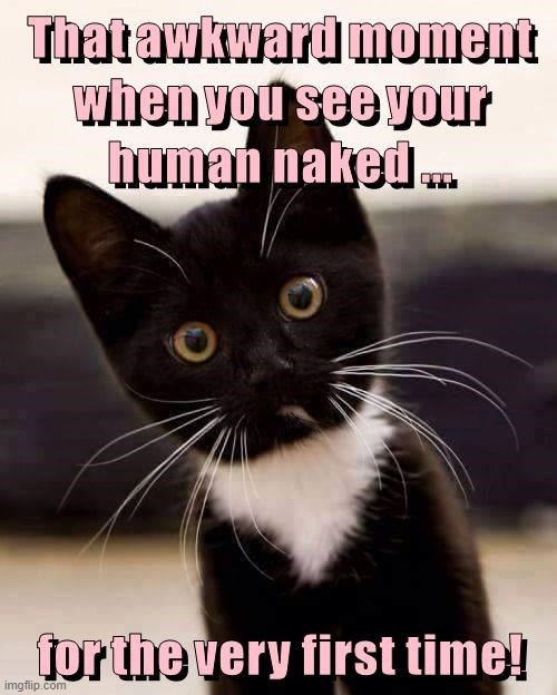 What an Amazing Little Fellow | image tagged in vince vance,cats,curious,funny cat memes,cute cat,i love cats | made w/ Imgflip meme maker