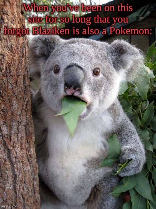 i legit forgot and the "drama" made me remember | When you've been on this site for so long that you forgot Blaziken is also a Pokemon: | image tagged in memes,surprised koala,blaziken,pokemon,anime | made w/ Imgflip meme maker