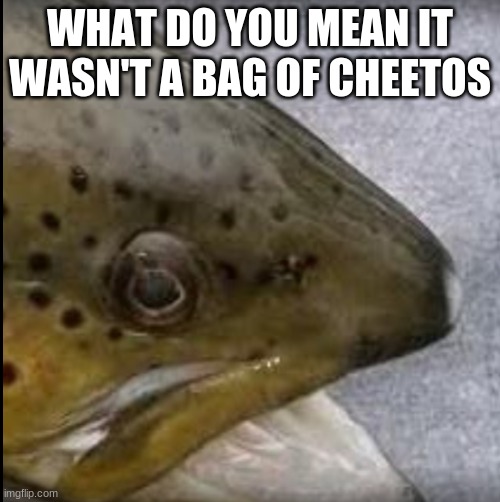 Foosh | WHAT DO YOU MEAN IT WASN'T A BAG OF CHEETOS | image tagged in funny memes | made w/ Imgflip meme maker