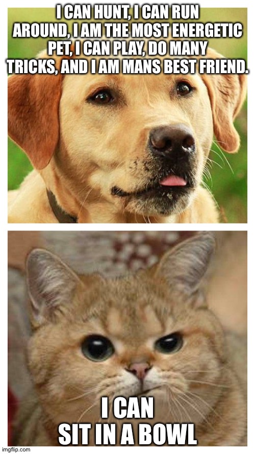 Dog vs Cat | I CAN HUNT, I CAN RUN AROUND, I AM THE MOST ENERGETIC PET, I CAN PLAY, DO MANY TRICKS, AND I AM MANS BEST FRIEND. I CAN SIT IN A BOWL | image tagged in dog vs cat | made w/ Imgflip meme maker
