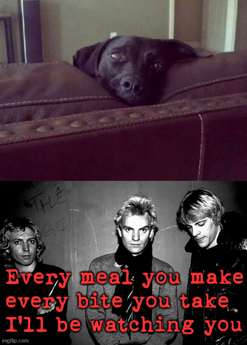 Dog just stares you down. |  Every meal you make
every bite you take
I'll be watching you | image tagged in dogs,eating,watching,stare | made w/ Imgflip meme maker