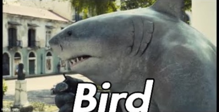 It’s a bird | image tagged in king shark bird | made w/ Imgflip meme maker