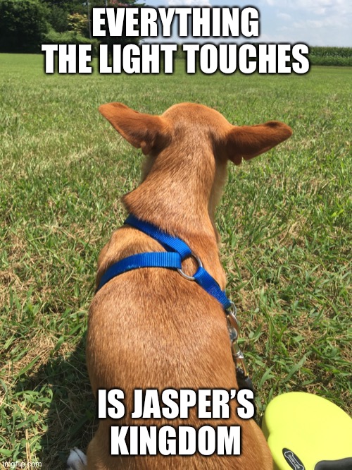 Jasper Mufasa | EVERYTHING THE LIGHT TOUCHES; IS JASPER’S KINGDOM | image tagged in the lion king,jasperthedoggo,cute puppies,cute puppy,cute dog,puppy | made w/ Imgflip meme maker