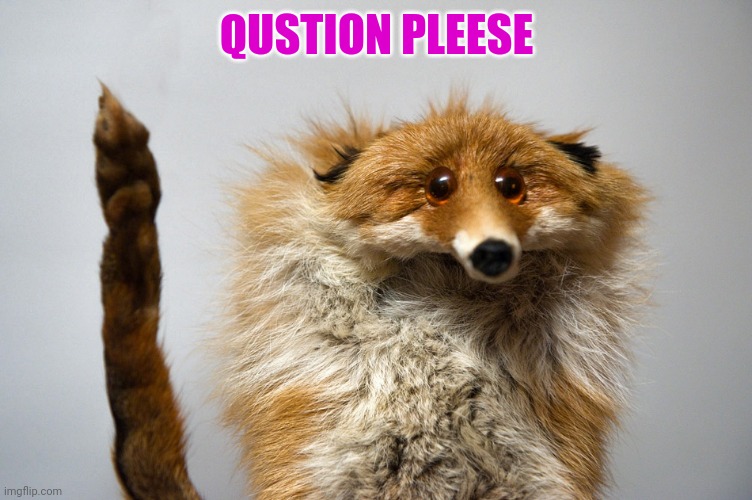 qustion fox | QUSTION PLEESE | image tagged in qustion fox | made w/ Imgflip meme maker