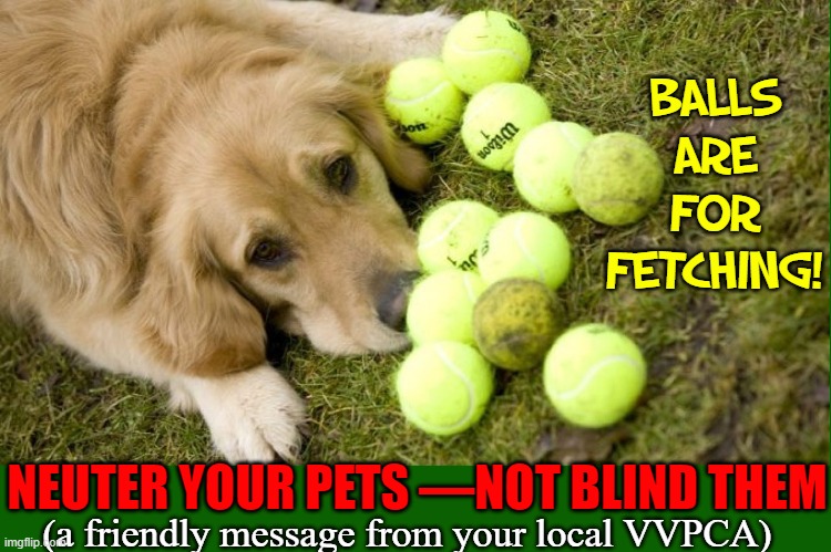 BALLS
ARE
FOR
FETCHING! NEUTER YOUR PETS —NOT BLIND THEM (a friendly message from your local VVPCA) | made w/ Imgflip meme maker