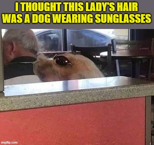 illusion 101 | I THOUGHT THIS LADY'S HAIR WAS A DOG WEARING SUNGLASSES | image tagged in hair,dog | made w/ Imgflip meme maker
