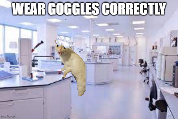 meme | WEAR GOGGLES CORRECTLY | image tagged in grumpy cat | made w/ Imgflip meme maker