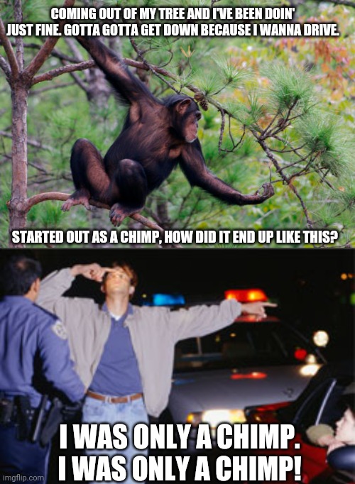 Brightside Chimp | COMING OUT OF MY TREE AND I'VE BEEN DOIN' JUST FINE. GOTTA GOTTA GET DOWN BECAUSE I WANNA DRIVE. STARTED OUT AS A CHIMP, HOW DID IT END UP LIKE THIS? I WAS ONLY A CHIMP. I WAS ONLY A CHIMP! | image tagged in memes | made w/ Imgflip meme maker