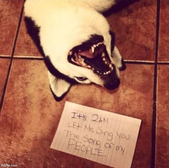 image tagged in dogs | made w/ Imgflip meme maker
