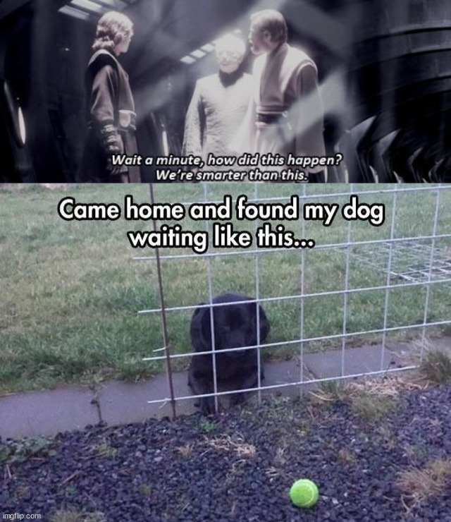 image tagged in we are smarter then this,dogs | made w/ Imgflip meme maker