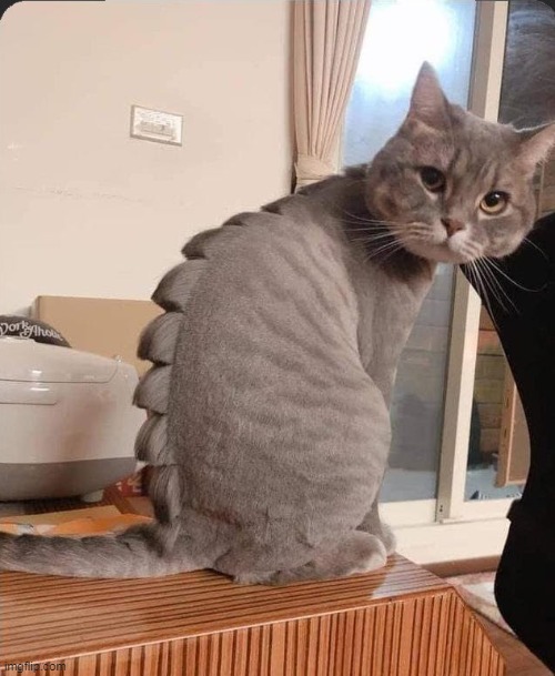 dinocat | made w/ Imgflip meme maker