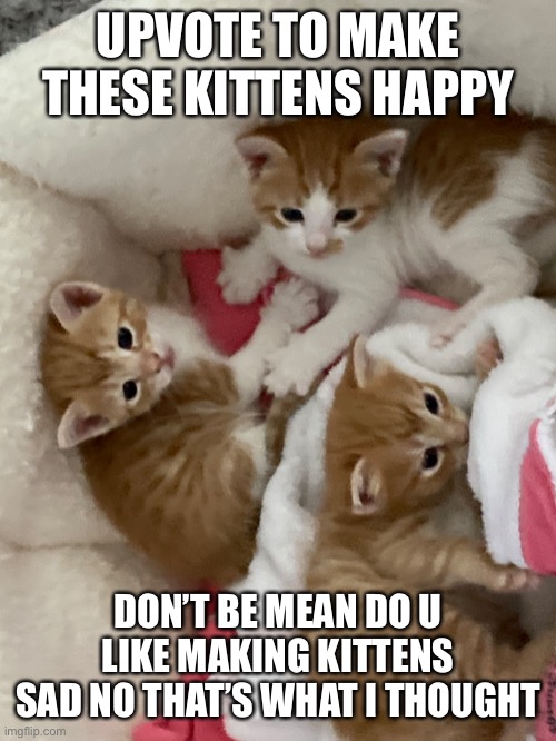 Kittens | UPVOTE TO MAKE THESE KITTENS HAPPY; DON’T BE MEAN DO U LIKE MAKING KITTENS SAD NO THAT’S WHAT I THOUGHT | image tagged in cute kittens | made w/ Imgflip meme maker