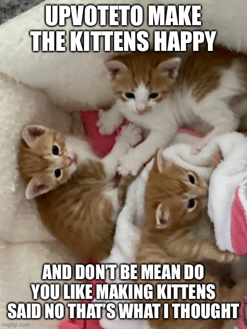 Cute kittens | UPVOTETO MAKE THE KITTENS HAPPY; AND DON’T BE MEAN DO YOU LIKE MAKING KITTENS SAID NO THAT’S WHAT I THOUGHT | image tagged in cute kittens | made w/ Imgflip meme maker