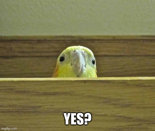 The Birb | YES? | image tagged in the birb | made w/ Imgflip meme maker