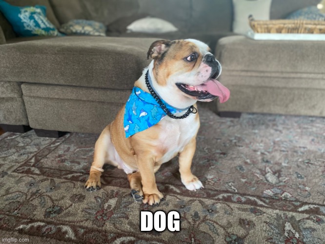 DOG | made w/ Imgflip meme maker