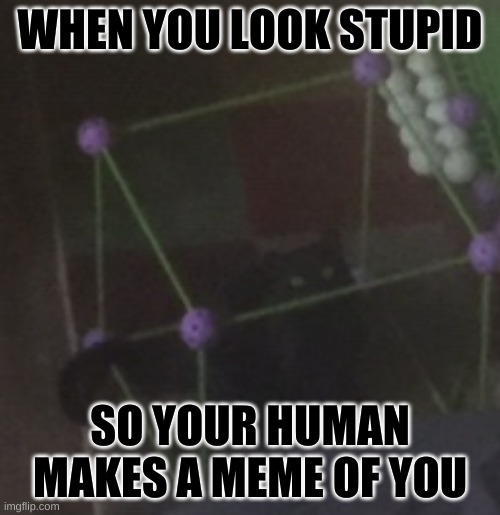 Cat-in-the-box Games | WHEN YOU LOOK STUPID; SO YOUR HUMAN MAKES A MEME OF YOU | image tagged in cat-in-the-box games | made w/ Imgflip meme maker