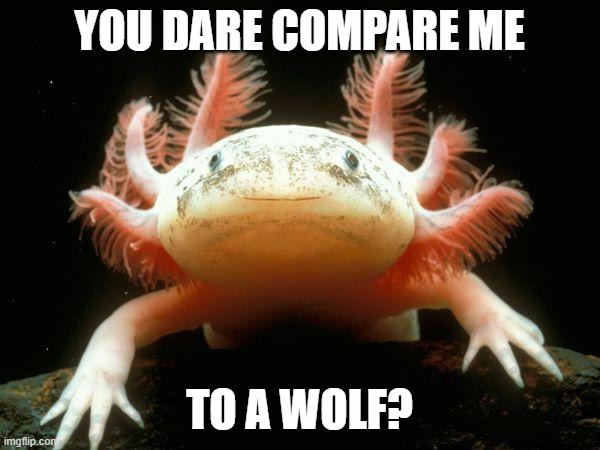 Mexican Axolotl | YOU DARE COMPARE ME TO A WOLF? | image tagged in mexican axolotl | made w/ Imgflip meme maker