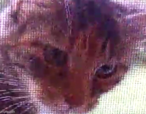 That look she gives us when we didn't feed her | made w/ Imgflip meme maker