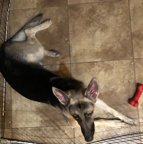 MY DOGGO IS SO CUTE DUDHDHUDHDYDNDSOSTBEKDYEGEIUEHEJ | made w/ Imgflip meme maker