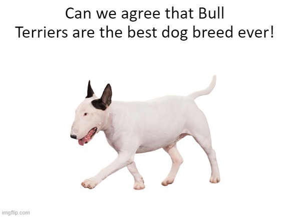 Can we agree that Bull Terriers are the best dog breed ever! | made w/ Imgflip meme maker