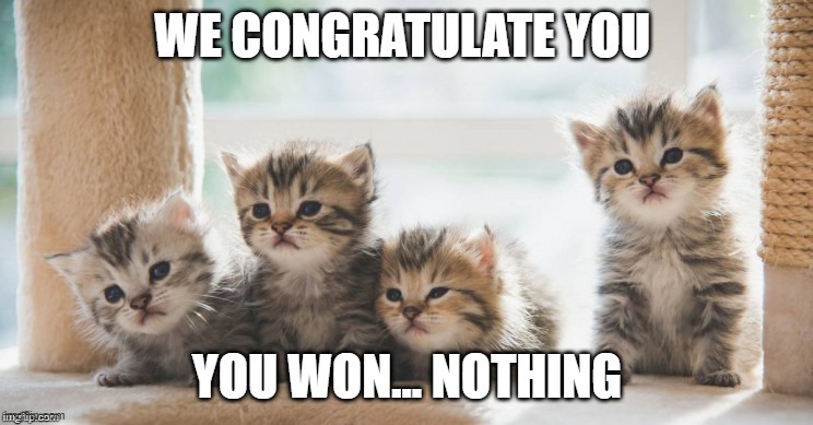 Cats for the win (this is from my old account) | image tagged in kitty cat | made w/ Imgflip meme maker