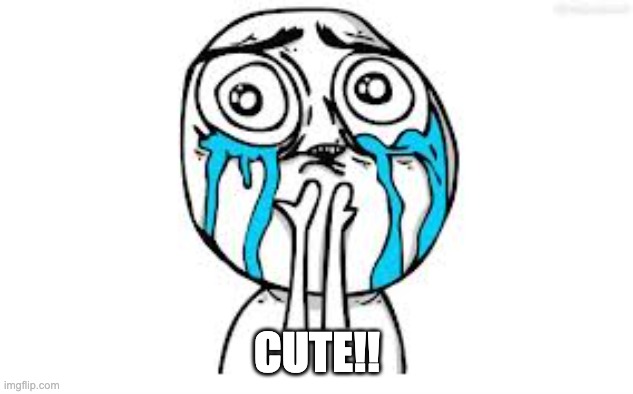 Crying Because Of Cute Meme | CUTE!! | image tagged in memes,crying because of cute | made w/ Imgflip meme maker