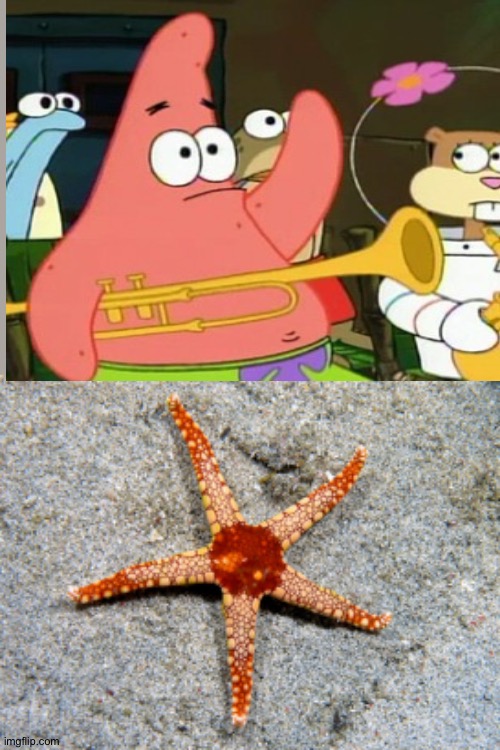image tagged in starfish | made w/ Imgflip meme maker