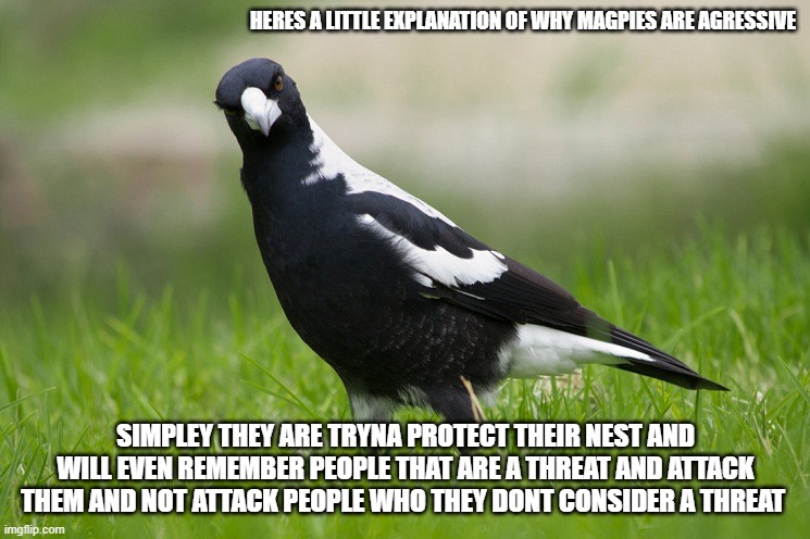 tldr they tryna protect their babies | HERES A LITTLE EXPLANATION OF WHY MAGPIES ARE AGRESSIVE; SIMPLEY THEY ARE TRYNA PROTECT THEIR NEST AND WILL EVEN REMEMBER PEOPLE THAT ARE A THREAT AND ATTACK THEM AND NOT ATTACK PEOPLE WHO THEY DONT CONSIDER A THREAT | image tagged in australian magpie | made w/ Imgflip meme maker