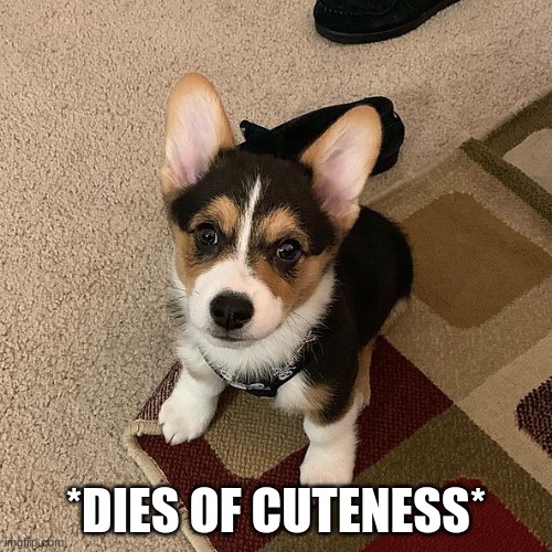 *DIES OF CUTENESS* | made w/ Imgflip meme maker