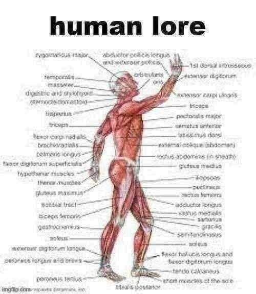 human lore | image tagged in human lore | made w/ Imgflip meme maker