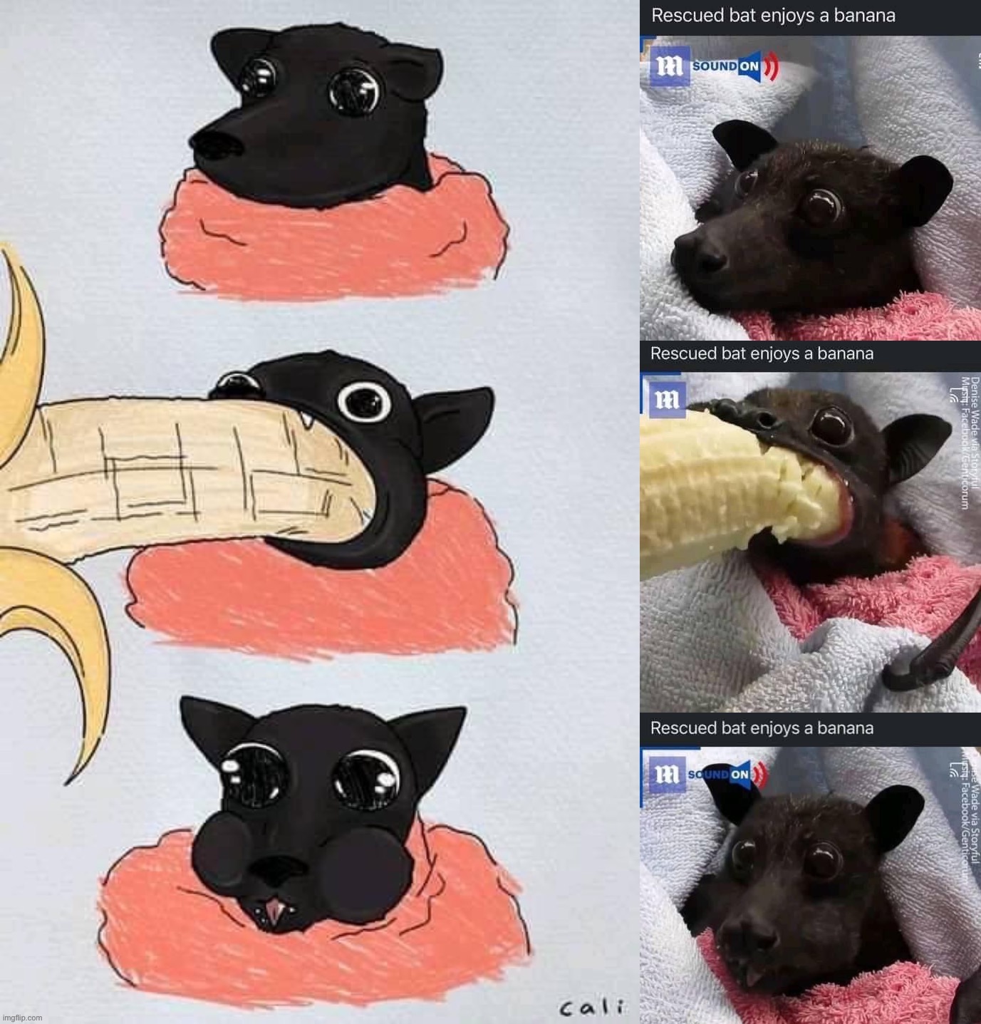 Rescued bat enjoys a banana | image tagged in rescued bat enjoys a banana | made w/ Imgflip meme maker