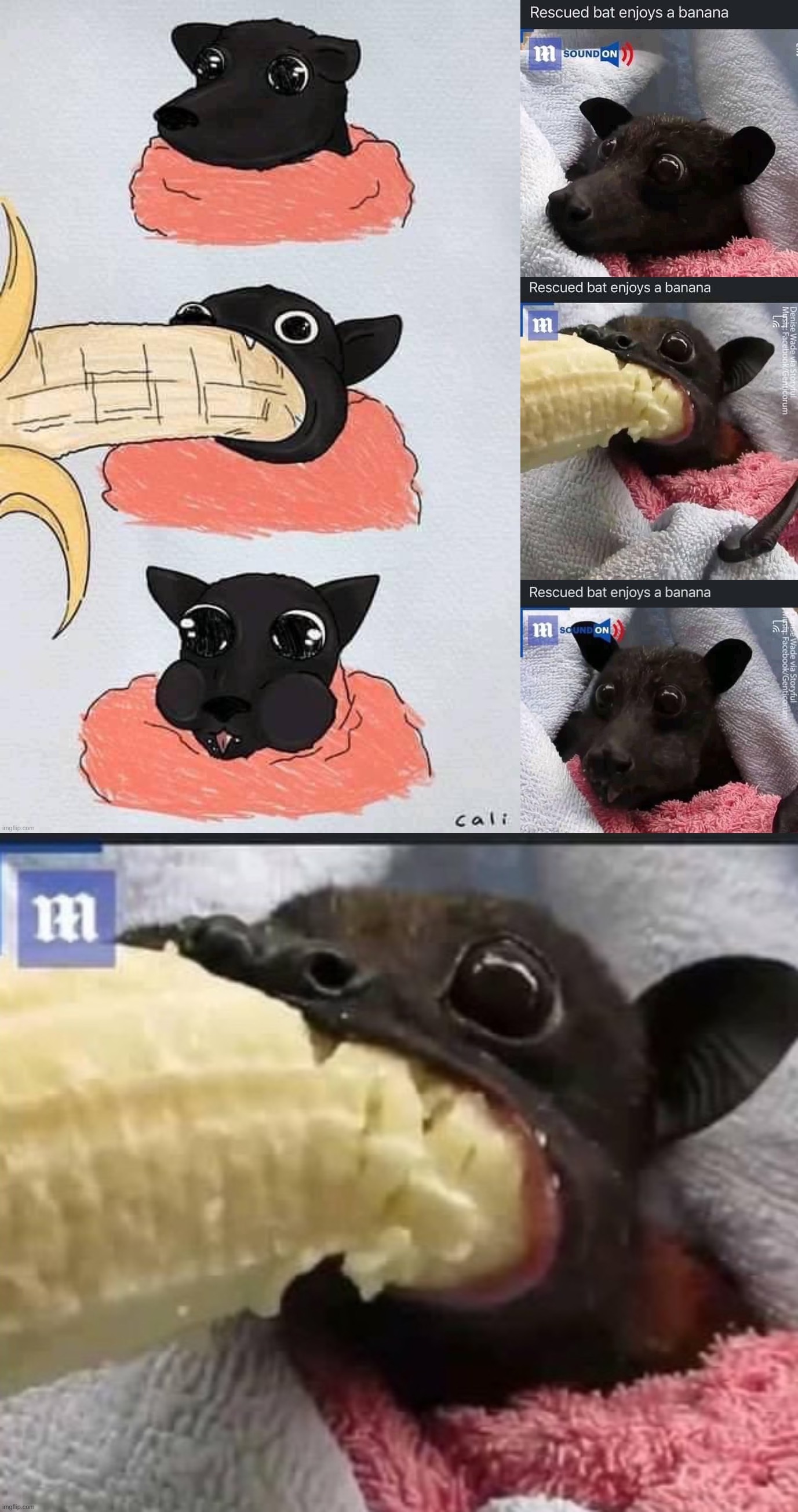 wot | image tagged in rescued bat enjoys a banana,bat,banana,bananas,art,100 | made w/ Imgflip meme maker