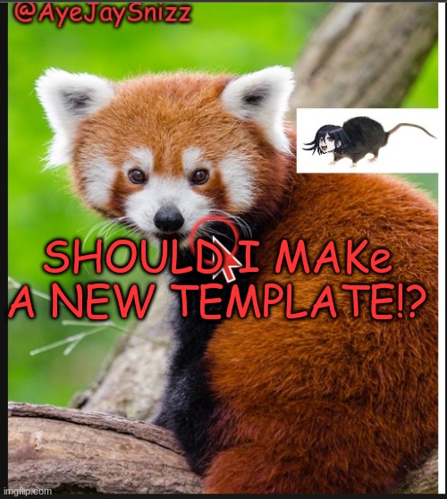 AyeJaySnizz Red Panda Announcement | SHOULD I MAKe A NEW TEMPLATE!? | image tagged in ayejaysnizz red panda announcement | made w/ Imgflip meme maker
