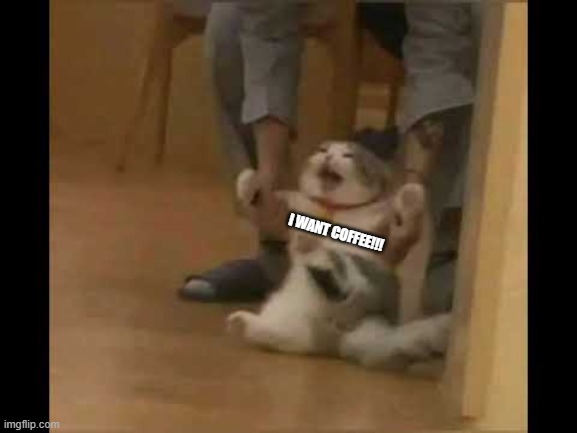 when my family hide the coffee | I WANT COFFEE!!! | image tagged in cat | made w/ Imgflip meme maker